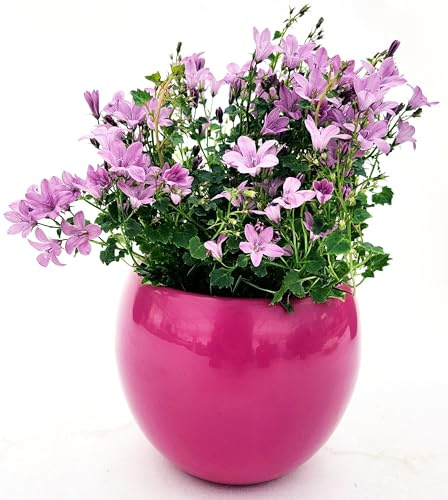 POWERS TO FLOWERS - CAMPANULA ROSA A FIORE SEMPLICE IN VASO CERAMICA FUCSIA SFERICO, VASO 14CM DIAMETRO, pianta vera