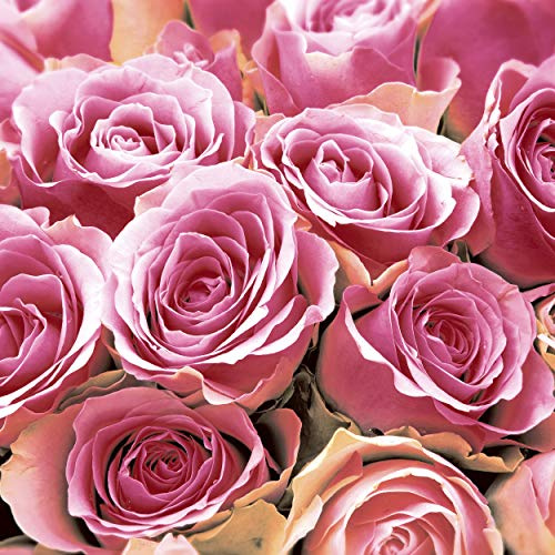 20 Cocktail Servietten Rosen in pink 25 cm