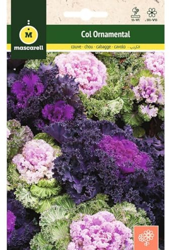 Mascarell Semillas, COL ORNAMENTAL, Semillas Flores Exterior para Decoración, 0,2 Gramos
