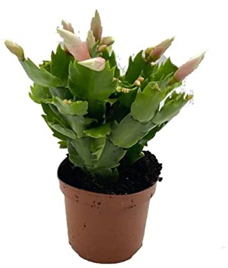 Schlumbergera Christmas Cactus DECOALIVE Cactus de la Navidad