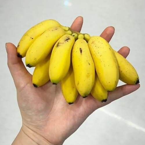 Bananenpflanze, obstgarten bananenpflanze frisches seltene balkongewächshäuser exotische obstbäume kaufen 45Samen