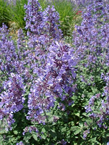 Ponak Neue frische 60 Stück Lila Katzenminze Blumensamen