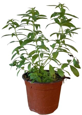 Hierbaluisa Planta Natural (Aloysia Citrodora): Frescura y Aroma Auténticos de la Naturaleza