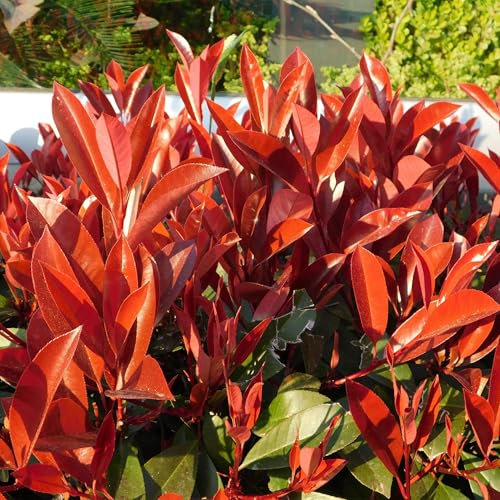 GreenboutiQ - Plantes de haie - Photinia fraseri Red Robin - vert rouge - 6 plantes - 1 mètre linéaire - persistant - pot 17cm hauteur 55cm