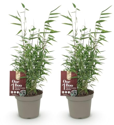 GreenboutiQ - Bambou - Fargesia Red Dragon - Vert - 2 Plantes - Persistant - Non Envahissant - Pot 14cm Hauteur 35cm