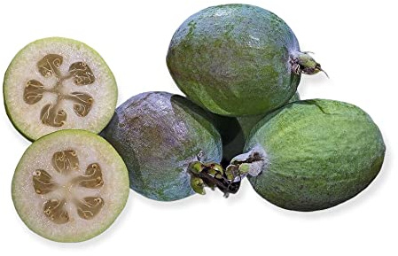 AMDGarden Pianta di Feijoa Sellowiana Acca Sellowiana Sempreverde Vaso 18 cm per Esterni