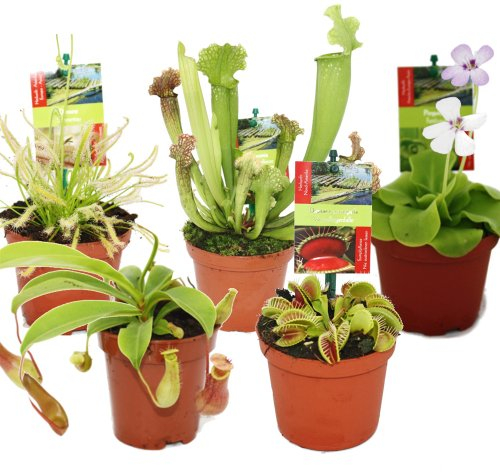 Exotenherz Starter Set Fleischfressende Pflanzen - 5 Pflanzen