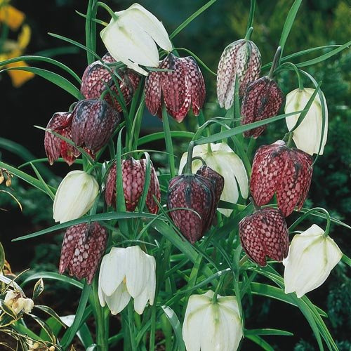 Checkered Lilies