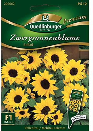 Zwergsonnenblumen, Ballad F1