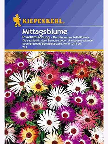 Dorotheanthus Mittagsblume Mischung