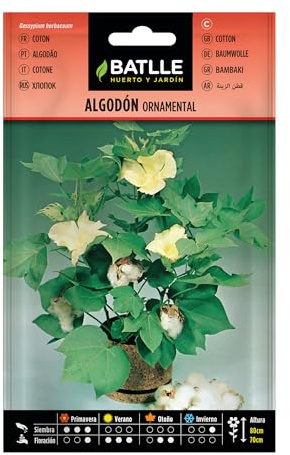 Semillas Batlle Cotone Ornamentale
