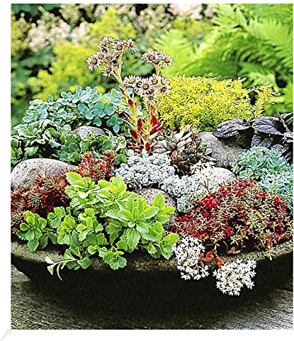 BALDUR Garten Winterharte Sedum-Mischung, 6 Pflanzen, Fetthennen Hauswurz Stauden Sortiment, winterharte mehrjährige Stauden, trockenresistent, pflegeleicht, Wasserbedarf gering, blühend