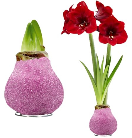 FLORIUM - Wachs Amaryllis Zwiebeln Glitter Pink – Wachsamaryllis 28/30 Großformat | 2 Stück | gewachst/wax | ohne Gießen | Exlusive Zimmerpflanzen aus Holland - Hippeastrum (kein glas, vase und Topf)