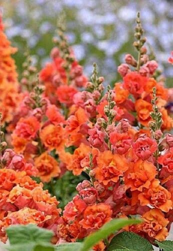 50 Bright Orange Hollyhock Seeds Perennial Flower Garden Seed Flowers Seed Flower