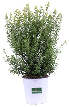 Pianta di Myrsine Africana Pianta di Mirto Africano pianta da esterno pianta da giardino cespuglio di Myrsine Africana ornamentale pianta vera venduta da eGarden.store