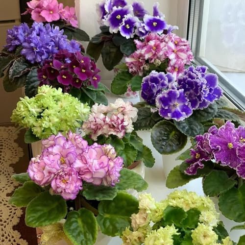 usambaraveilchensamen, gartenblumen zimmerpflanzen usambaraveilchen, kletterpflanzen winterhart bio zierblumen blumendeko 60pcs