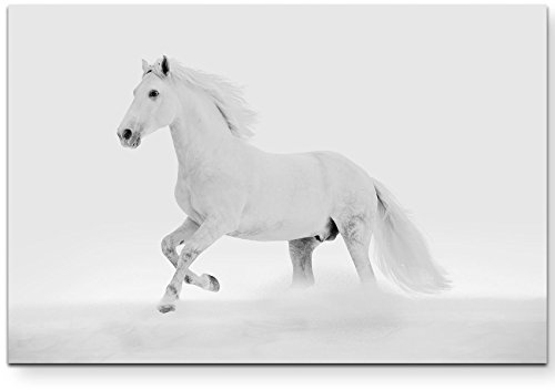 Leinwandbilder | Bilder Leinwand 120x80cm weißes Pferd im Schnee