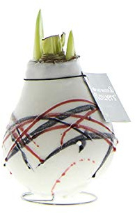 exotenherz Gewachste Amaryllis-Zwiebel Van Gogh Ritterstern Keine Pflege notwendig weiß Gemustert