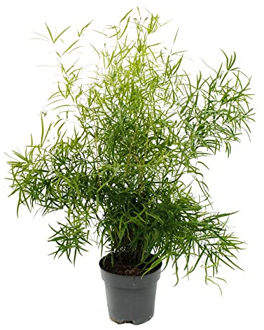 Exotenherz - Espárragos ornamentales - Espárragos de espárrago - Asparagus falcatus - Fácil cuidado - Maceta de 17 cm