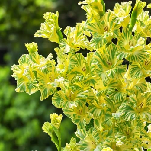 gladiolos Cultivar de jardín en un balcón primavera 11bulbos