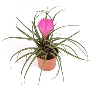 DECOALIVE Mini Tillandsia Cyanea Planta del Aire con Flor Rosa Planta Natural, 8435712003568