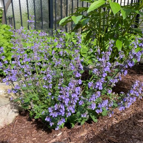 katzenminze kräutergarten gartenpflanzen winterharte stauden mehrjährig frühlingsblumen pflanzensamen kräutersamen kräuterpflanzen blumensamen balkon winterharte kübelpflanzen 10samen