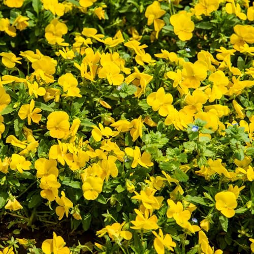 viola cornuta, semi di viola cornuta per l' di semi Decorazioni autunnali per un giardino resistente ombra selvatici Arredamento del soggiorno con 900semi