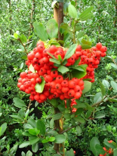 Feuerdorn Pyracantha Red Column 80 cm hoch im 3 Liter Pflanzcontainer