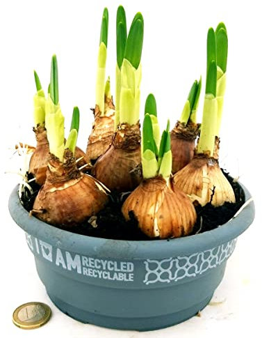 POWERS TO FLOWERS - NARCISO BIANCO e GIACINTO BLU, CIOTOLA, VASO 17CM, piante vere
