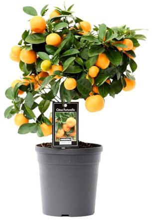 Agrumes Calamondin - 30-40cm - Ø15cm - Plante de jardin