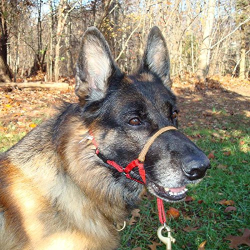 Comfort Trainer Head Halter, Red with Tan Nose Strap, Size 3