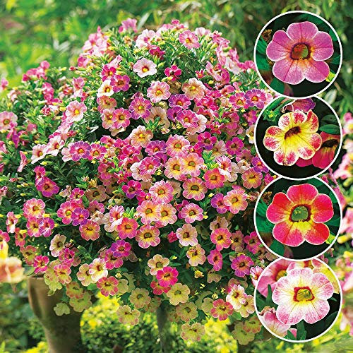 ULTREY Seed - 200 Pcs Hanging Petunia Flower Seeds Mixed Colors Flower Perennial Bonsai Petunia Seeds Perennial Hardy Shine Your Garden
