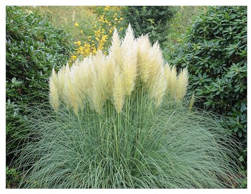 Stauden Gänge 3 x Cortaderia selloana 'Pumila' Weißes Zwerg Pampasgras | Pampasgras – imposantes, winterhartes Ziergras mit großen Federwedeln als Sichtschutz, mehrjährig, 1 L Topf (11x11 cm)