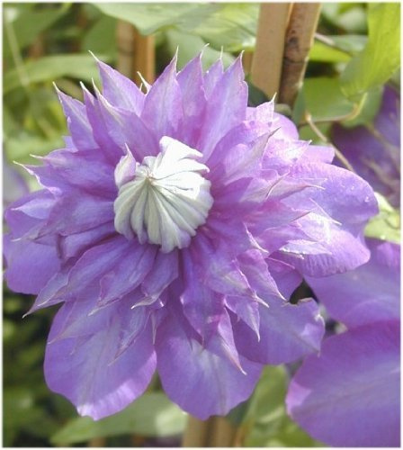 Clematis Multi Blue 80 cm, 2 L – Winterhart, Mehrjährig – Waldrebe – Kletterpflanze für Pergola & Rankhilfe