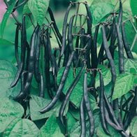 Mr Fothergills Seeds Bean, Dwarf Purple Teepee