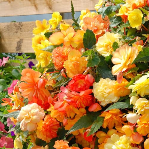 YouGarden Begonia 'Apricot Fiery Shades' Bedding Plants | 30 Garden Ready Plugs for Handing Baskets or Flower Beds | Begonia Perennial Outdoor Plants for Gardens | Butterfly and Bee Friendly