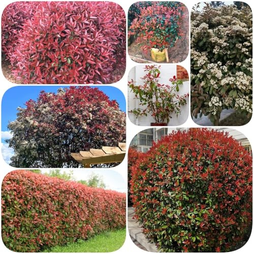 Semi di Photinia Red Robin resistenti siepe, resistenti per giardini rocciosi selvatiche, giardino balcone prodotti 500pcs