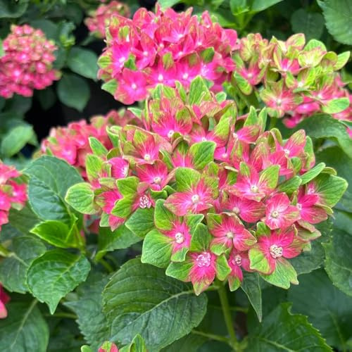 semi di ortensia - giardino tappezzante resistente 25pcs