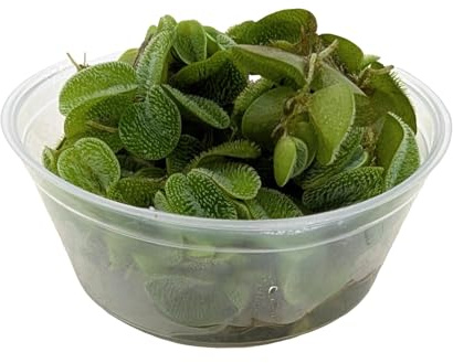 Kleiner Büschelfarn - Kleiner Schwimmfarn/Salvinia natans - Mini-Schwimmpflanze für Aquarien