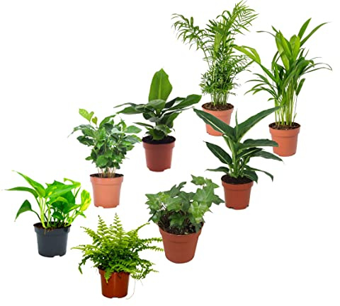 DECOALIVE Set Plantas Verdes II: Pothos, Planta del Café, Bananera, Chamaedorea Elegans, Helecho Nephrolepis, Hiedra, Dieffenbachia y Palmera Areca