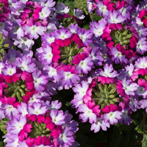 Bedwen Verbena 'Sparkle Purple Blues' Plug Plant x4 – Long‑Flowering Trailing Verbena with Purple‑and‑Blue Blooms for Hanging Baskets, Patio Pots & Pollinator‑Friendly Displays