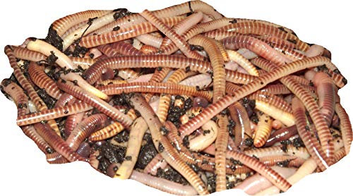 Yorkshire Worms TIGER COMPOST WORMS - Suitable for Composting and Wormery Starter Packs(250g)