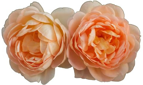 Climbing Rose Plants, 'Breath of Life', Multi-Pack, 2 x Full Plants in 5L Pots, Roses, Garden Ready and Ready to Plant, Premium Quality Garden Roses