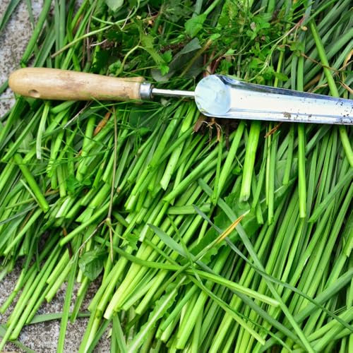 Chives Seeds – Easy to Grow for Culinary Use – Hardy & Aromatic – Fresh Herbs All Year Round – for Your Kitchen Garden