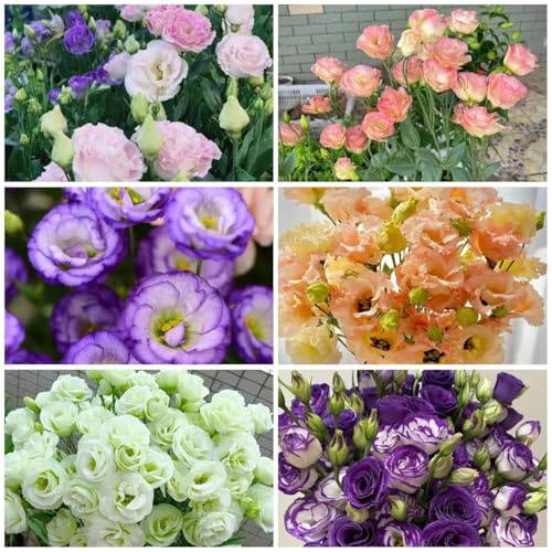 lisianthus schnittblumen stauden winterhart mehrjährig blumenwiese mehrjährig winterhart topfpflanzen lysianthus immergrüne kübelpflanze 300samen