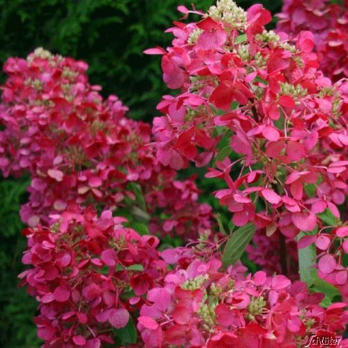 Rispenhortensie Diamant Rouge weiß-erdbeerrot - Hortensie winterhart & mehrjährig - Hydrangea paniculata - 1 Pflanze von Garten Schlüter - Pflanzen in Top Qualität