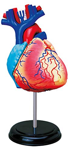EXPLORA - Herz - Anatomie des menschlichen Körpers - 546052 - Realistisches Modell mit 31 Teilen - Montageanleitung und Bildungsquiz - Entdeckungskit - Kinderspiel - Wissenschaftlich - Ab 8 Jahren