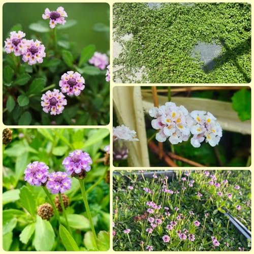 Teppichverbene, Phyla nodiflora, balkonpflanzen Teppich Verbene kräuterpflanzen herbst deko bodendecker winterhart 300Samen