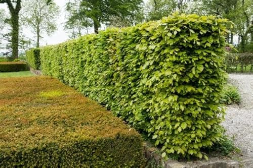 10pcs hêtres communs 120–150 cm – haie de jardin – plants de haie – Fagus sylvatica – hêtre rouge – plants à racines nues – hêtres pour haies denses