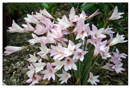 Bulbi di Zephyranthes | Robusti, Eleganti, Aerati, Vivaci, Verdi Intensi-3 Bulbi